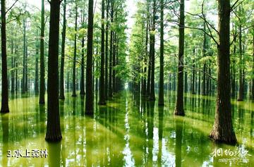 武汉涨渡湖湿地公园-水上森林照片