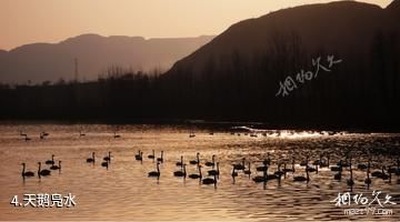 东营龙悦湖天鹅湖-天鹅凫水照片