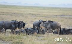 肯尼亚安博塞利国家公园旅游攻略之角马