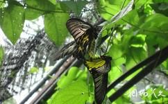 泰国苏梅岛旅游攻略之蝴蝶园