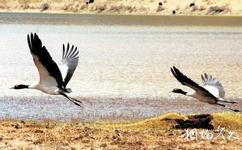 甘孜拉龙措古冰漂湿地旅游攻略之黑颈鹤