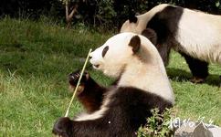 四川雪宝顶国家级自然保护区旅游攻略之大熊猫