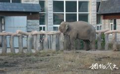 长春动植物公园旅游攻略之大象馆