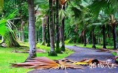 模里西斯皇家植物園旅遊攻略之棕櫚