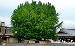 日本西本願寺旅遊攻略之樹木