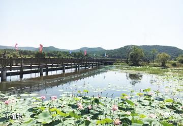 敦化大石头亚光湖国家湿地公园-植物照片