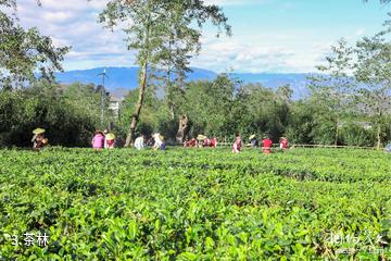 腾冲高黎贡山茶博园景区-茶林照片
