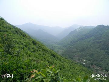海城九龙川自然保护区-森林照片