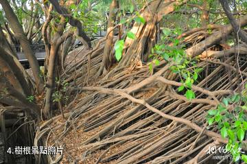 台南安平樹屋-樹根照片