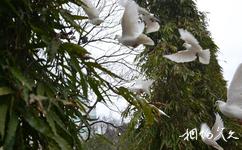 福州温泉公园旅游攻略之白鸽广场