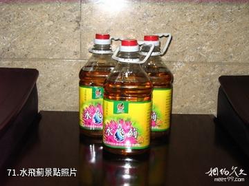 江蘇永豐林農業生態園-水飛薊照片