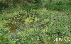 下渚湖國家濕地公園旅遊攻略之濕地植物