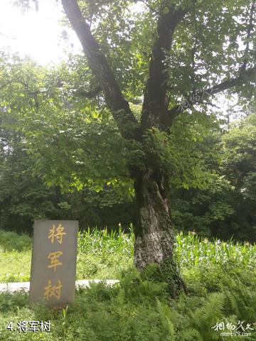 巴中通江空山天盆旅游景区-将军树照片
