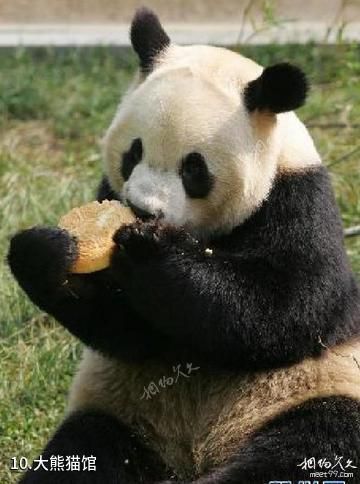 潍坊金宝乐园-大熊猫馆照片