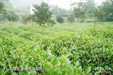 瀘州天仙硐風景區-生態茶葉基地照片