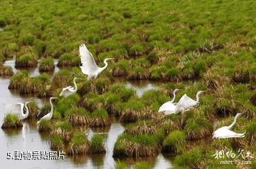 黑龍江三江國家級自然保護區-動物照片