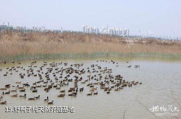 天津名洋湖都市庄园-野鸭子纯天然养殖基地照片