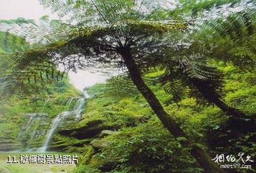 宜賓長寧西部竹石林-桫欏樹照片