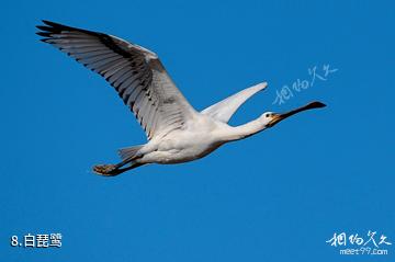 会南会泽黑颈鹤国家级自然保护区-白琵鹭照片