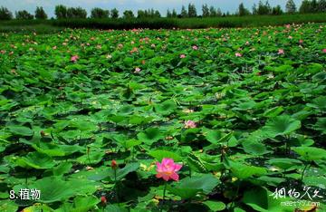 双鸭山安邦河湿地公园-植物照片