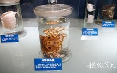 青岛水族馆旅游攻略之中华虎头蟹标本