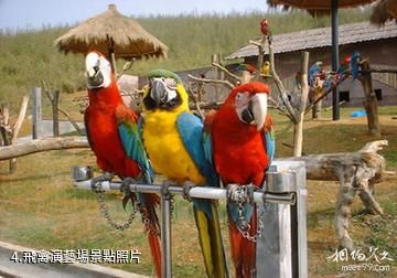 杭州野生動物世界-飛禽演藝場照片