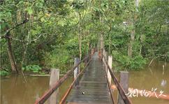 巴西亚马逊雨林旅游攻略之木栈道