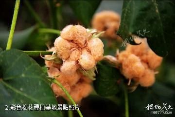 新疆中國彩棉科技園-彩色棉花種植基地照片