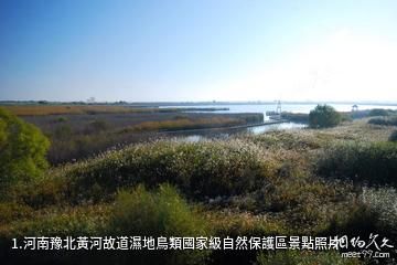河南豫北黃河故道濕地鳥類國家級自然保護區照片