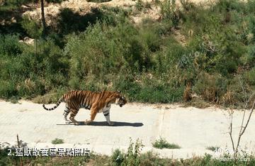 西寧青藏高原野生動物園-猛獸散養區照片