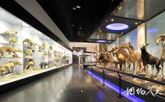 北京國家動物博物館旅遊攻略之瀕危動物展廳