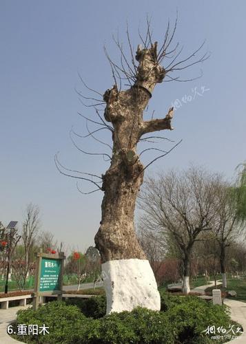 苏州中国花卉植物园-重阳木照片