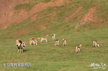 重慶野生動物世界-長角羚照片