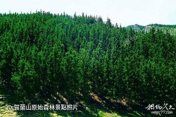 阿拉善盟福因寺（北寺）旅遊區-賀蘭山原始森林照片