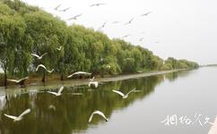 淮南焦岗湖国家湿地公园旅游攻略之大雁