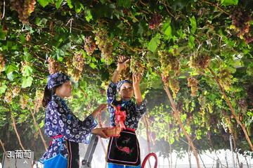 渭北葡萄产业园-葡萄照片