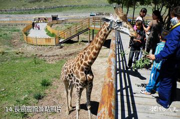 新疆天山野生動物園-長頸鹿館照片
