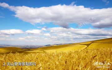 奇台江布拉克景區-天山麥海照片