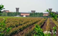 陕西张裕瑞那城堡酒庄旅游攻略之百亩鲜食葡萄采摘园