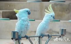 西安秦岭野生动物园旅游攻略之鸟类表演场
