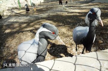 新疆天山野生動物園-禽類照片