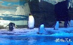 成都海昌极地海洋世界旅游攻略之企鹅馆