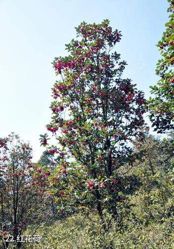 广州从化石门国家森林公园-红花荷照片