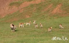 重慶野生動物世界旅遊攻略之長角羚