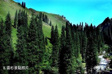 新疆科桑溶洞國家森林公園-雲杉照片