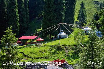 伊犁白石峰瓊博拉森林公園照片