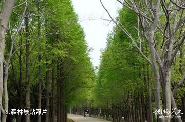 宿州五柳風景名勝區-森林照片