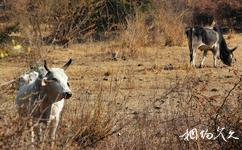 印度凱奧拉德奧國家公園旅遊攻略之小牛散步