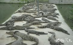 廣州長隆旅遊攻略之鱷魚