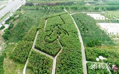 焦作大沙河生态公园旅游攻略之竹林迷宫